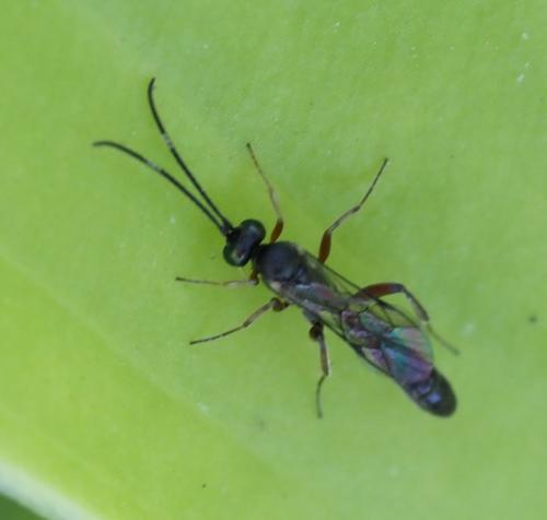 Callidora albovincta